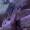 A person's hand is pressed against the glass of an aquarium as a stingray swims up close, with other fish in the background.
