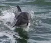 A dolphin is playfully leaping out of the water creating splashes around it