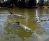 A person in a kayak is close to a manatee swimming in the water next to them