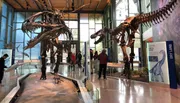 This image shows visitors at a museum observing the towering skeletal displays of a Tyrannosaurus rex and another dinosaur, offering a glimpse into prehistoric life.