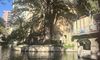 The image shows a large, leafy tree by a tranquil urban waterway, surrounded by architecture and touched by sunlight.