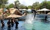 SeaWorld San Antonio swimming with dolphins