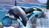 Two killer whales are leaping out of the water during a show at a Christmas-themed event at SeaWorld.