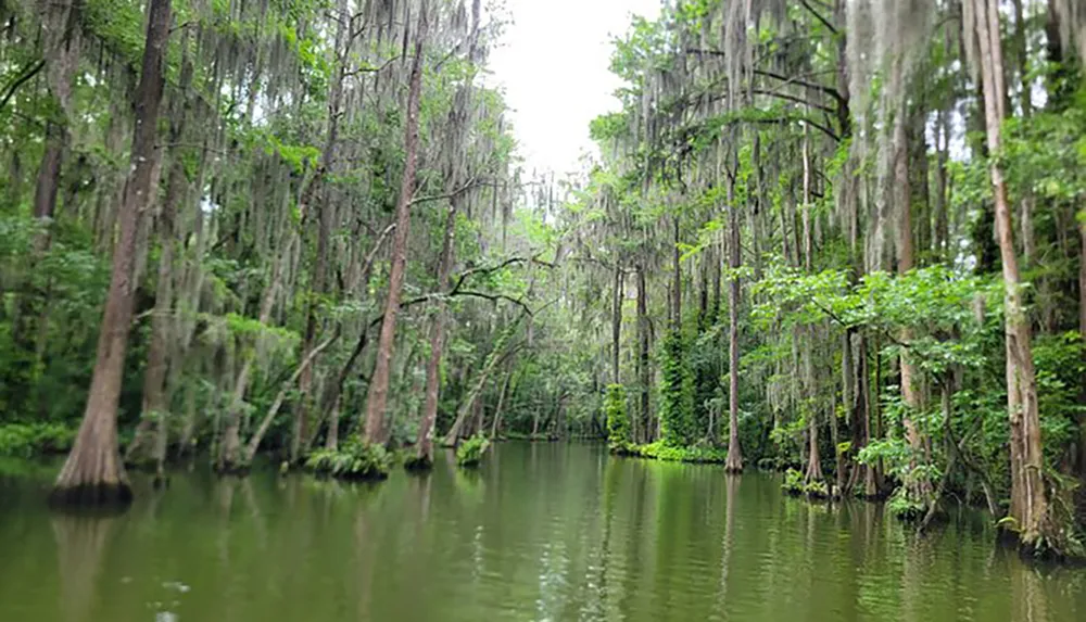 A tranquil river meanders through a densely forested swamp lined with towering trees draped in Spanish moss