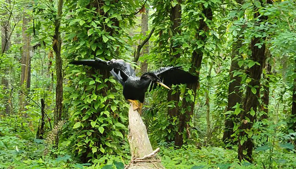 A large black bird is perched atop a tree stump spreading its wings in a dense green forest