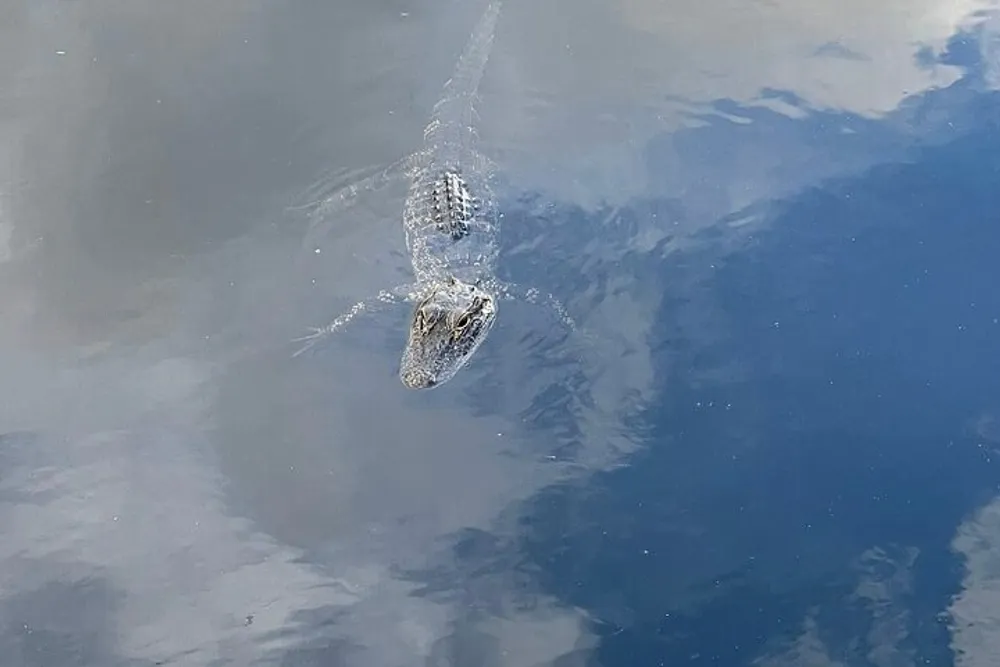 An alligator is seen swimming in water with only its head and the top of its body visible above the waters surface reflecting the cloudy sky above