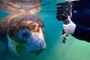 A scuba diver is making a thumbs-up gesture in clear water next to a large, friendly-looking manatee.