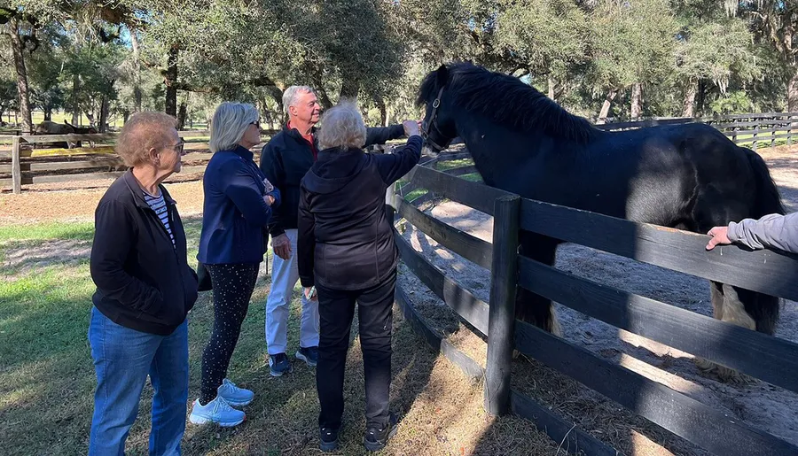 A group of people are enjoying an encounter with a black horse at a fenced paddock under the shade of large trees.