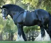 The image shows a sturdy black horse with prominent white feathering on its lower legs adorned with harness embellishments standing in a sunlit area with trees in the background