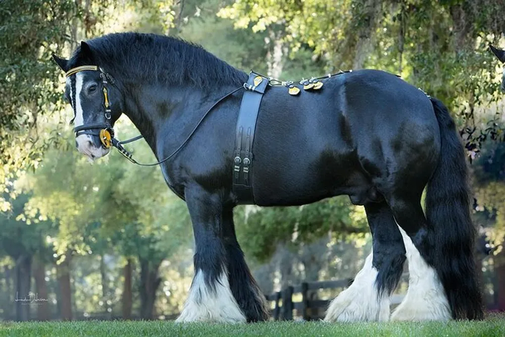 The image shows a sturdy black horse with prominent white feathering on its lower legs adorned with harness embellishments standing in a sunlit area with trees in the background