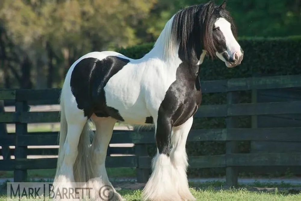 The image shows a black and white Gypsy Vanner horse with a flowing mane standing proudly in a grassy enclosure with a wooden fence in the background