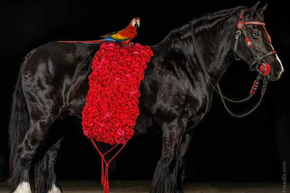 A vibrant scarlet macaw is seated on the back of a black horse that is adorned with a large lush blanket of red roses