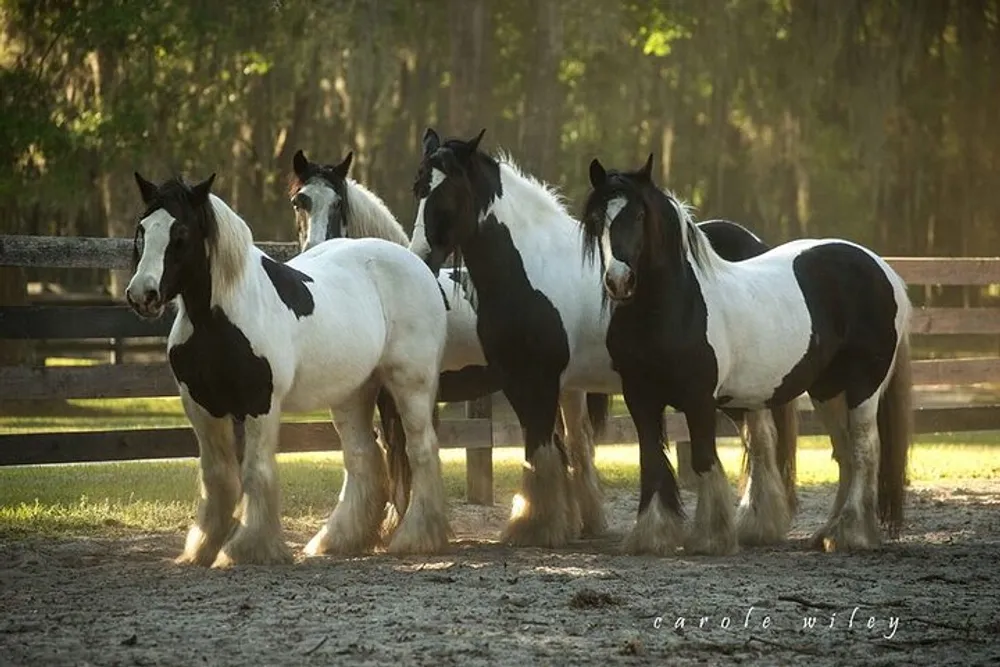 Four beautiful black and white horses are standing in a paddock with sunlight filtering through trees in the background