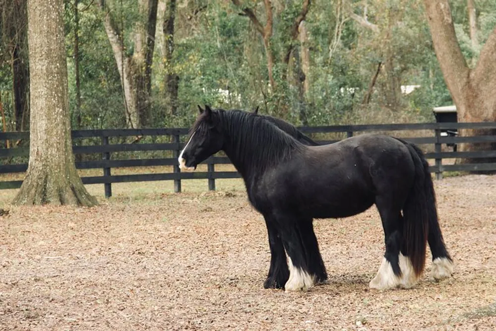 A black horse with a thick mane and feathered hooves stands in a paddock covered with fallen leaves surrounded by trees and a wooden fence