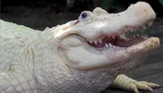 The image shows a close-up of an albino alligator with its mouth partially open, displaying its teeth.