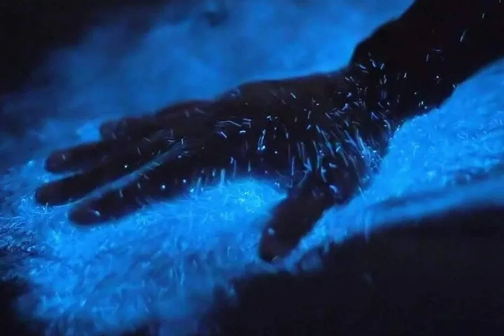 The image showcases a human hand above a surface covered with what appears to be bioluminescent fibers or organisms all illuminated in a striking blue light