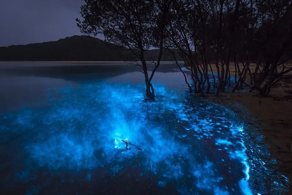 The image features a nighttime scene of a shoreline with trees illuminated by a surreal blue glow likely caused by bioluminescent organisms in the water