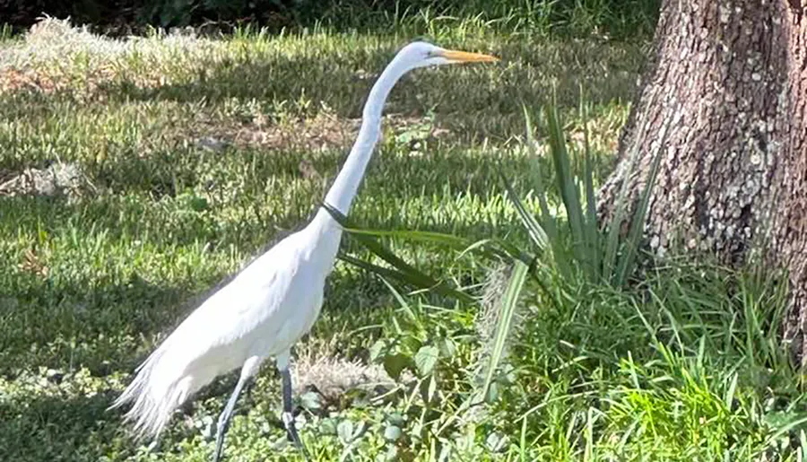 A great egret stands gracefully near a tree on a sunny patch of grass.