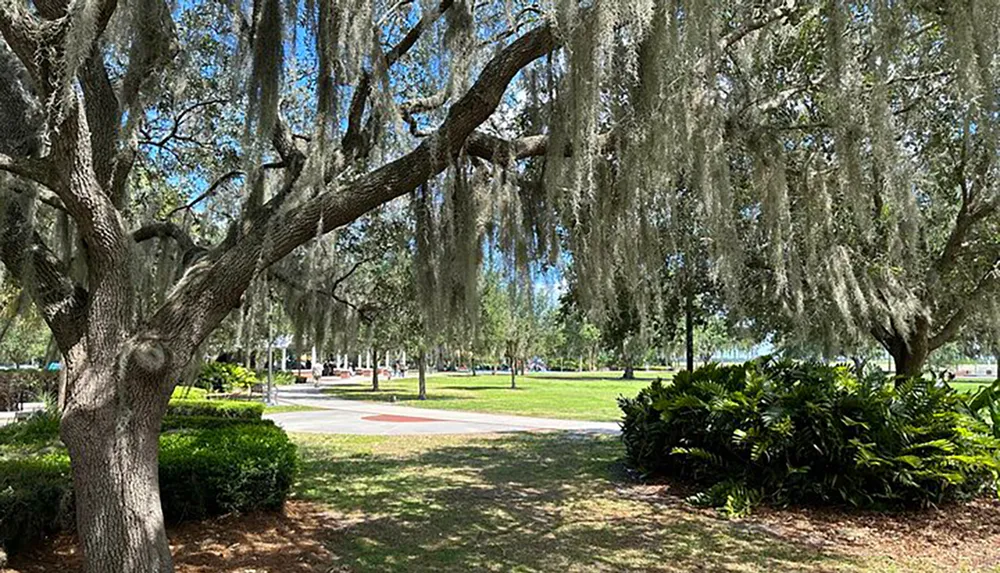 A lush green park with Spanish moss hanging from the branches of an oak tree on a sunny day