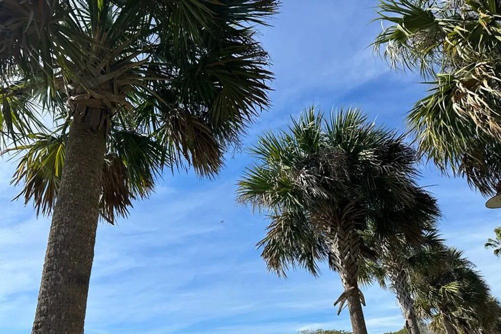 The image shows tall palm trees against a clear blue sky on a sunny day