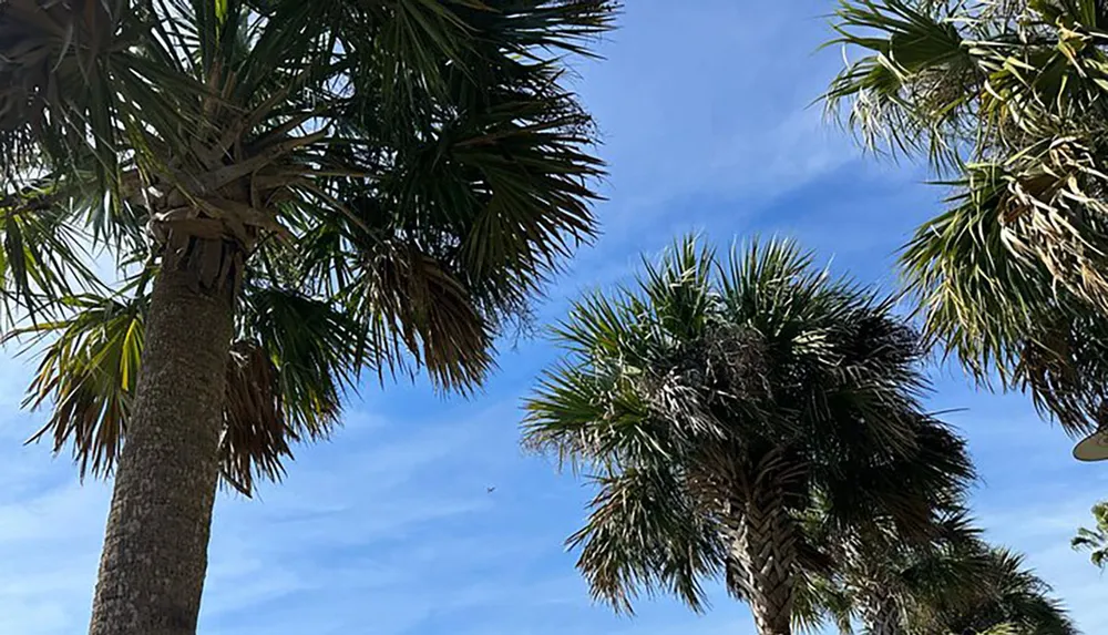 The image shows palm trees against a clear blue sky suggesting a warm and sunny climate
