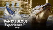 An alligator is emerging from the water with the text