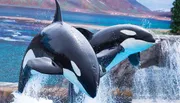 Two orcas are leaping out of the water in a synchronized performance, with a backdrop that simulates a natural environment.