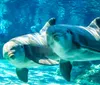 A group of four people smiling together in front of a roller coaster with a small inset image of dolphins swimming underwater