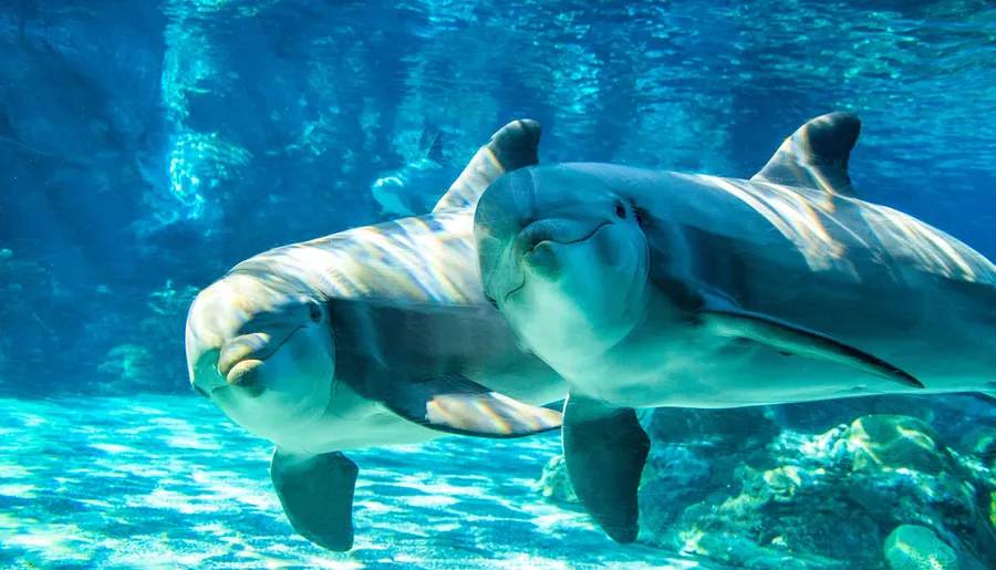 Two dolphins swim together underwater in a bright blue ocean environment.