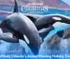 Two killer whales are leaping out of the water during a show at a Christmas-themed event at SeaWorld