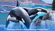 Two killer whales are leaping out of the water during a show at a Christmas-themed event at SeaWorld.