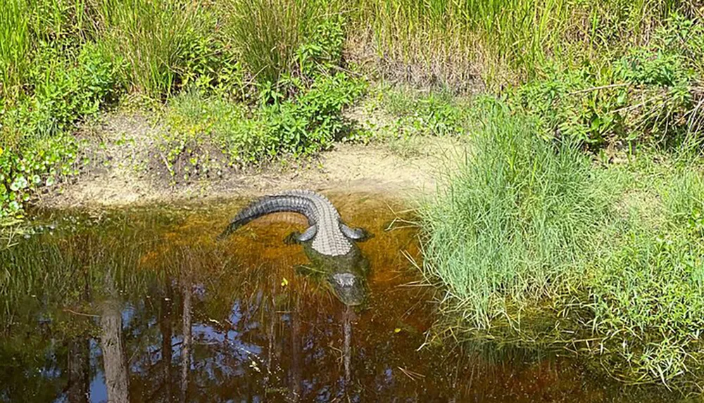 An alligator is resting in the shallow waters at the edge of a grassy bank