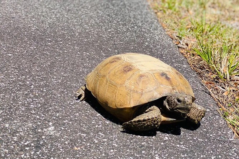 A tortoise is walking across a paved surface with grass visible at the edge