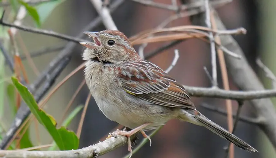 A small brown and beige bird with open beak sits on a twig among branches, likely singing or calling.