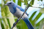 A blue jay is perched on a branch amidst green leaves, showing off its vibrant blue plumage and attentive gaze.