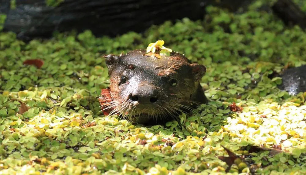 An otter is peeking its head above water covered with green foliage and has a small yellow flower on its head