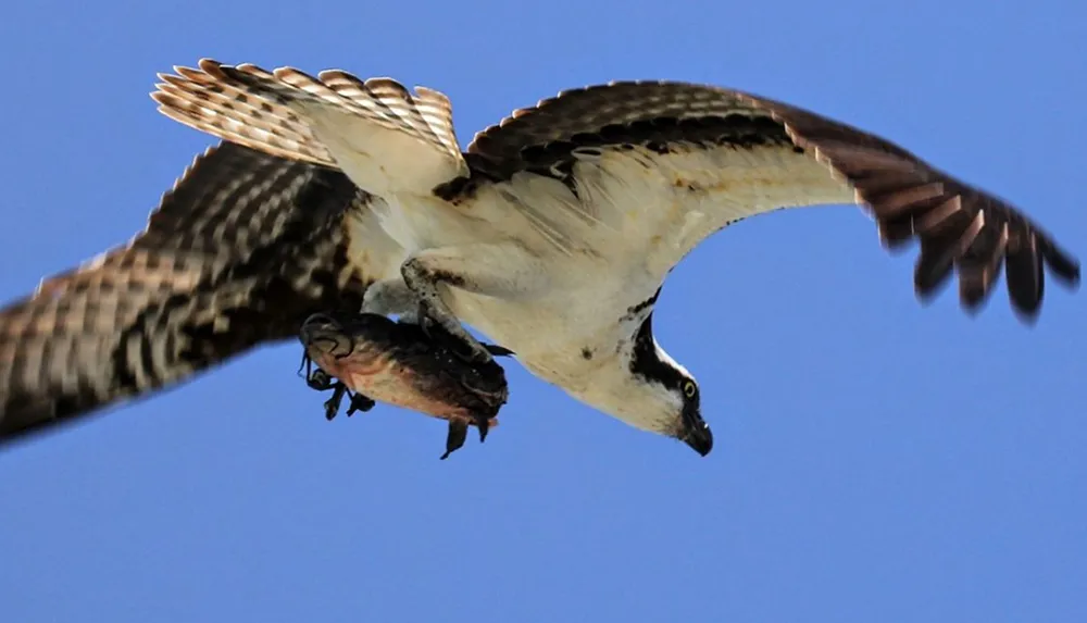 An osprey is captured in mid-flight against a clear blue sky clutching a fish in its talons