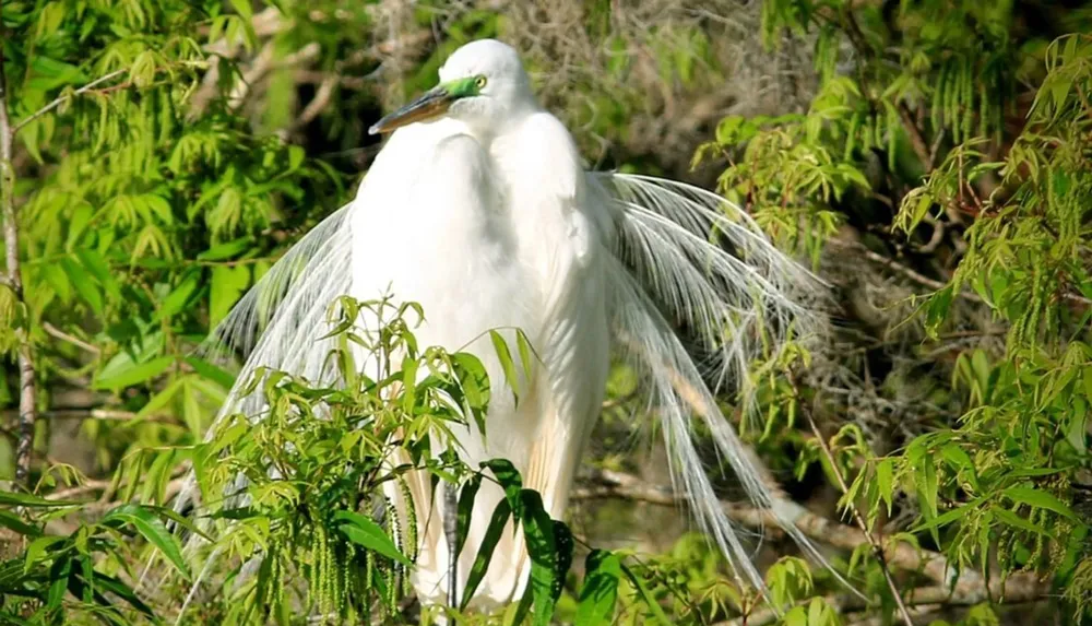 A white egret displays its fine breeding plumage amidst lush green foliage
