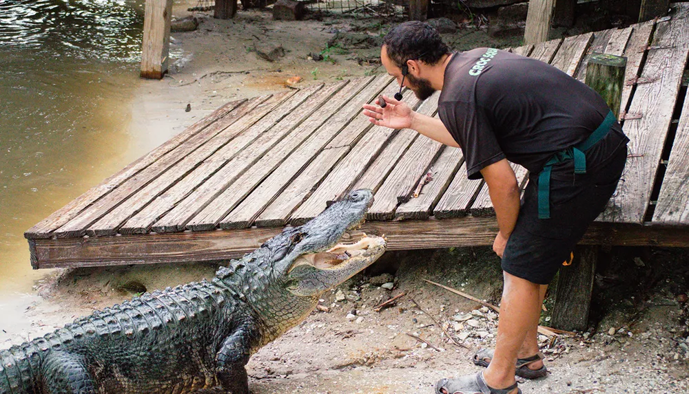 A man is cautiously interacting with an open-mouthed crocodile at the edge of a wooden deck by the water