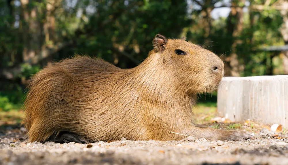 A capybara is resting on the ground amidst a natural setting