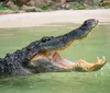 An alligator is half-submerged in water with its mouth wide open showcasing its sharp teeth
