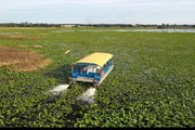 A tour boat is navigating through a dense expanse of water lilies or similar aquatic vegetation on a waterway.