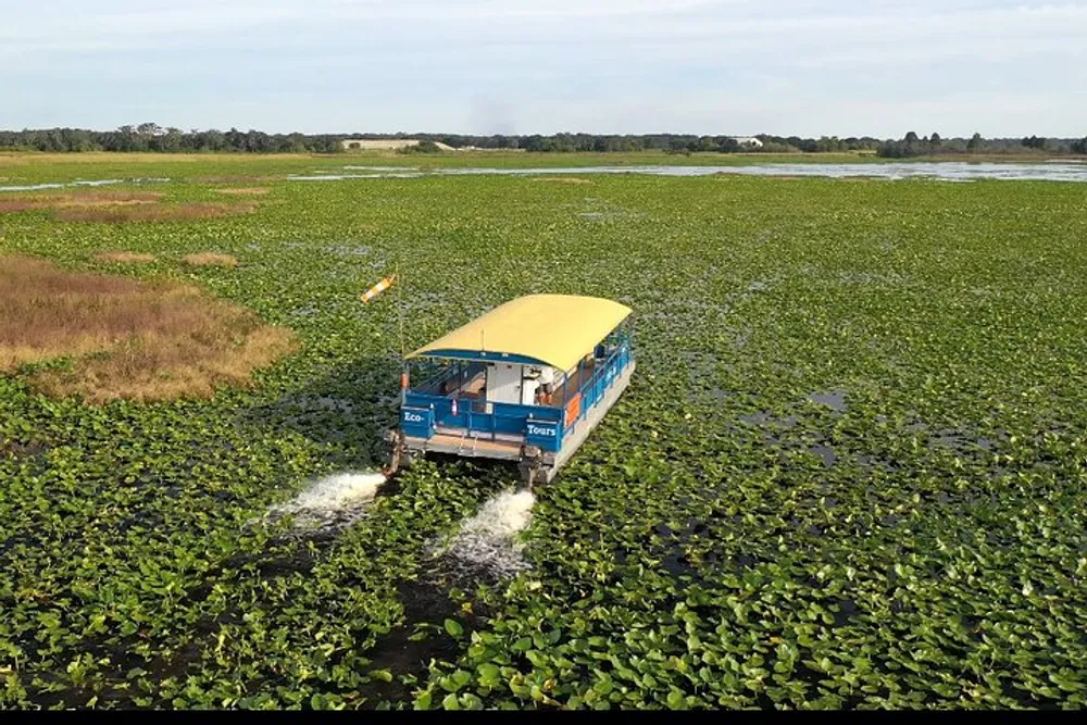 A tour boat is navigating through a dense expanse of water lilies or similar aquatic vegetation on a waterway