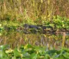 A tour boat is navigating through a dense expanse of water lilies or similar aquatic vegetation on a waterway