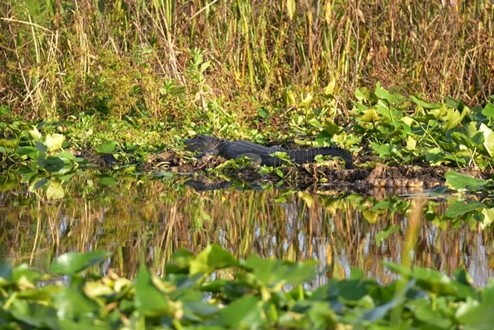 An alligator is basking on the waters edge among green wetland vegetation