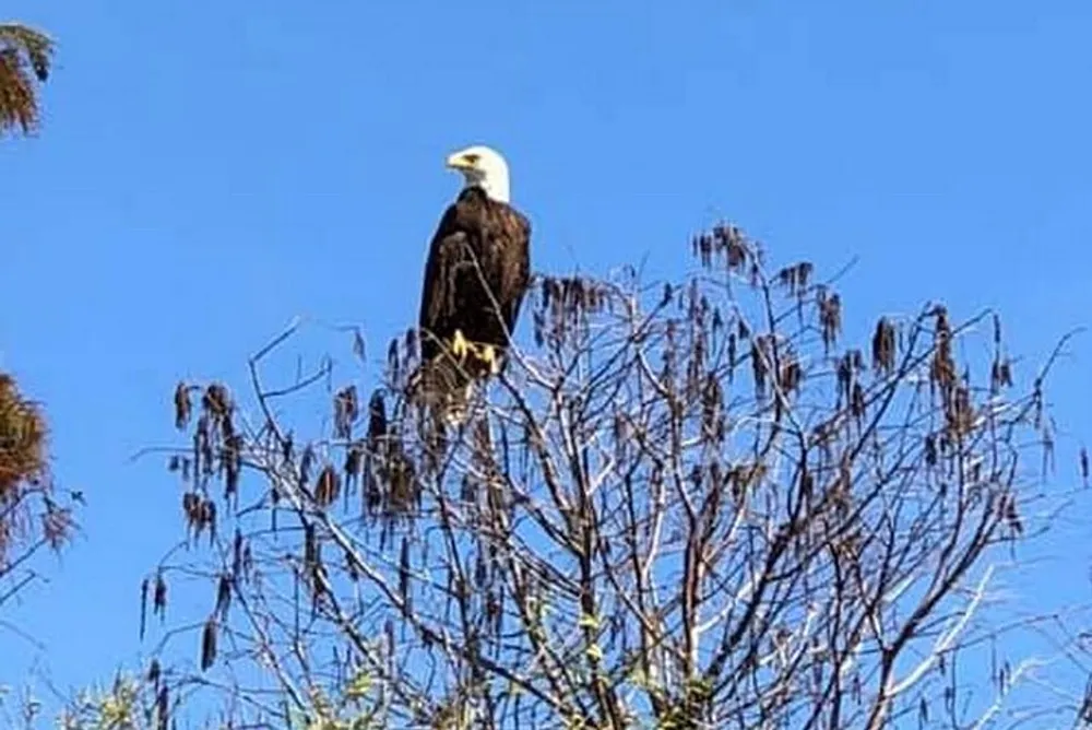 A bald eagle perched atop a bare tree against a clear blue sky