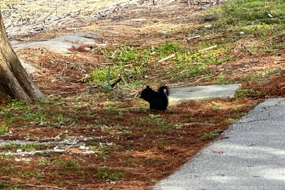 A black squirrel sits on the ground near a patch of grass and a concrete path