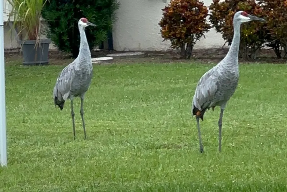 Two large grey birds possibly cranes are standing on a green lawn with a house and plants in the background