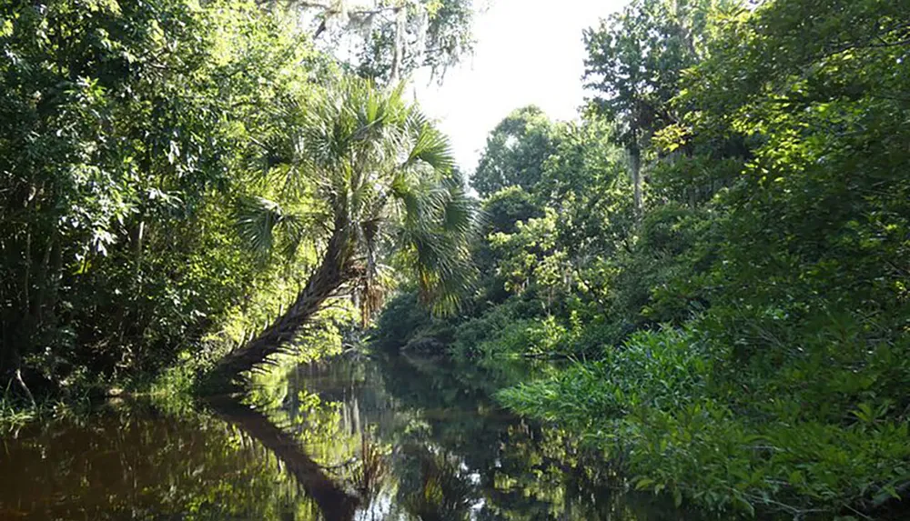 A tranquil waterway meanders through a dense tropical forest reflecting the lush greenery and clear skies above