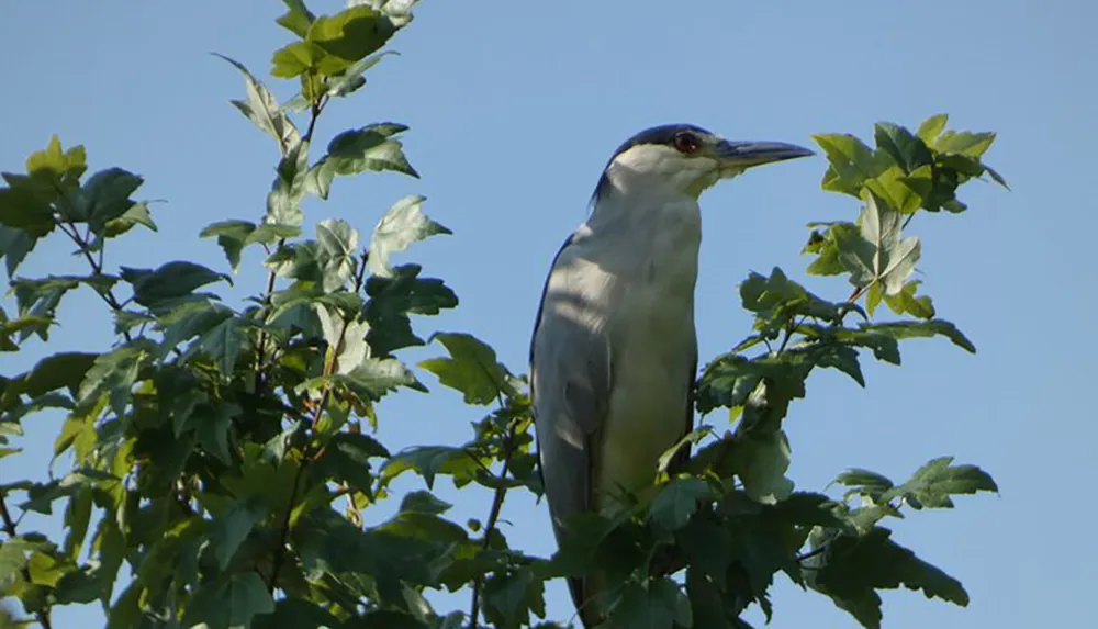 A black-crowned night heron is perched atop a green tree against a clear blue sky